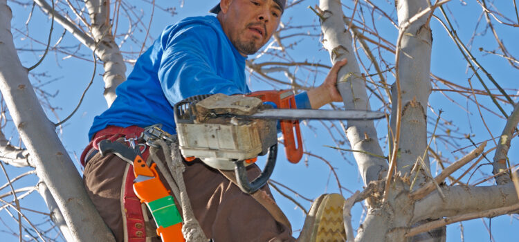 Tree Service
